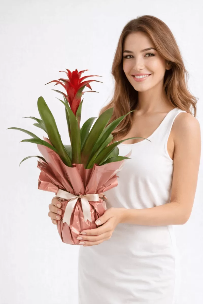 Kırmızı Guzmania
