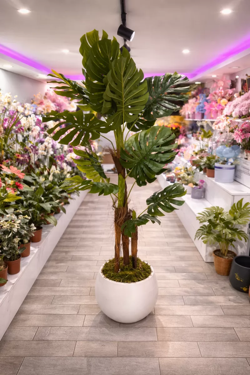 YAPAY MONSTERA